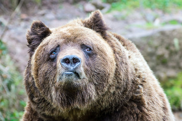 Медведь в раздумьях о защите от DDoS 